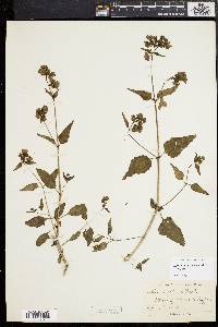 Mirabilis nyctaginea image