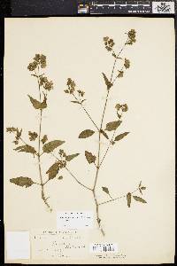 Mirabilis nyctaginea image