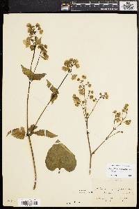 Mirabilis nyctaginea image