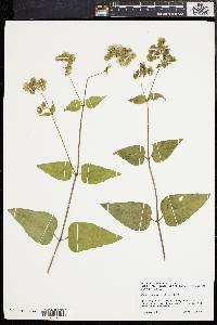 Mirabilis nyctaginea image