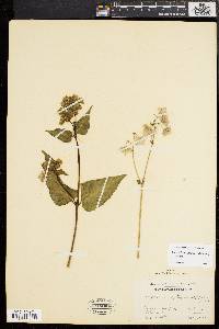 Mirabilis nyctaginea image