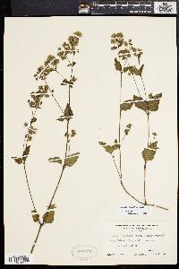 Mirabilis nyctaginea image