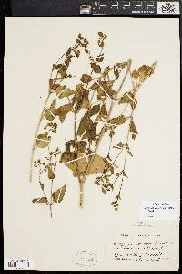 Mirabilis nyctaginea image