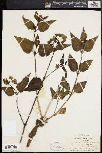 Mirabilis nyctaginea image