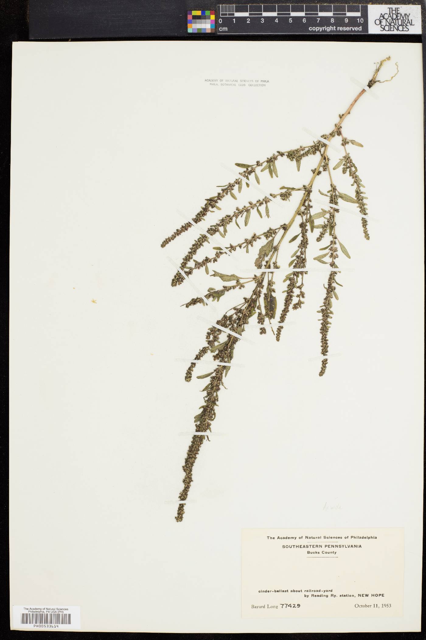 Acnida image