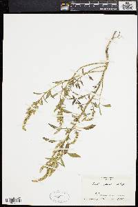 Amaranthus tuberculatus image