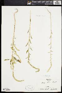 Amaranthus tuberculatus image