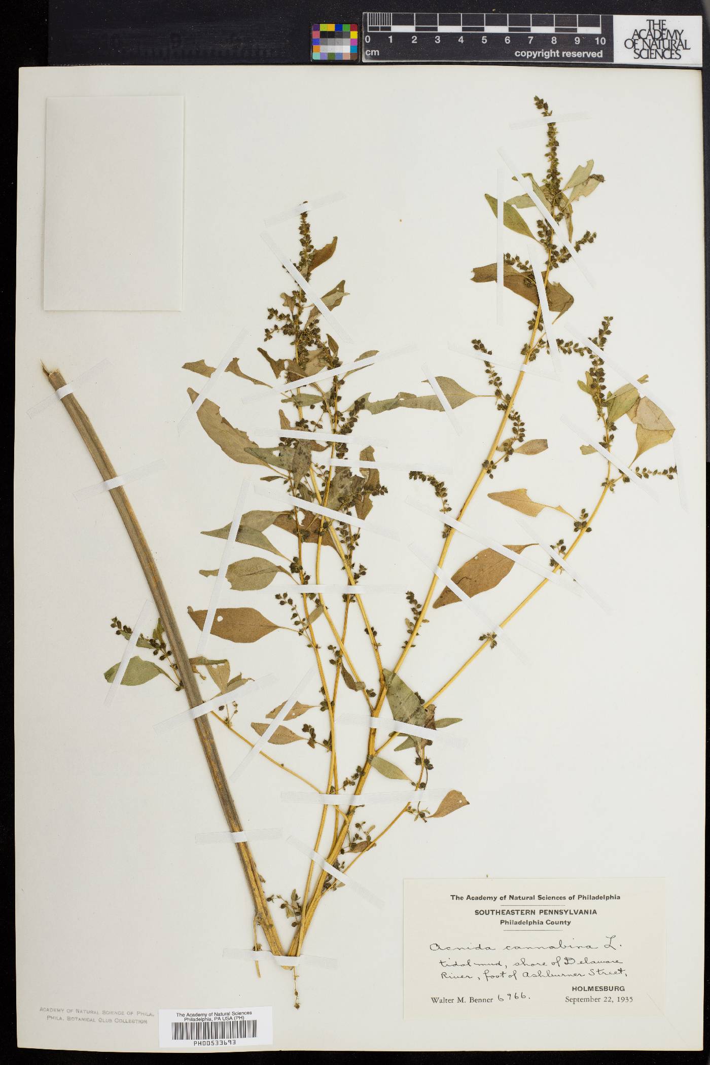 Acnida cannabina image