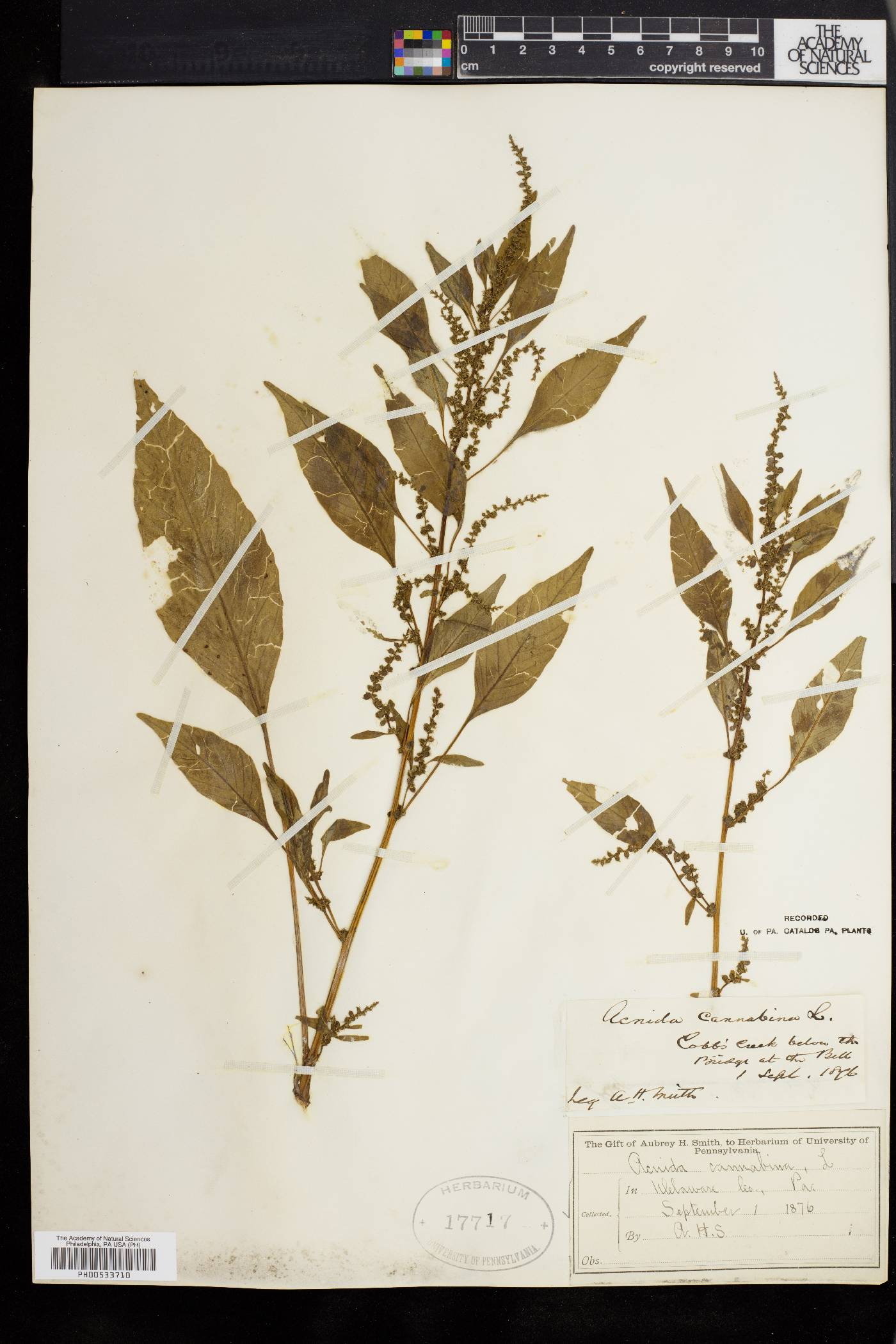 Acnida cannabina image