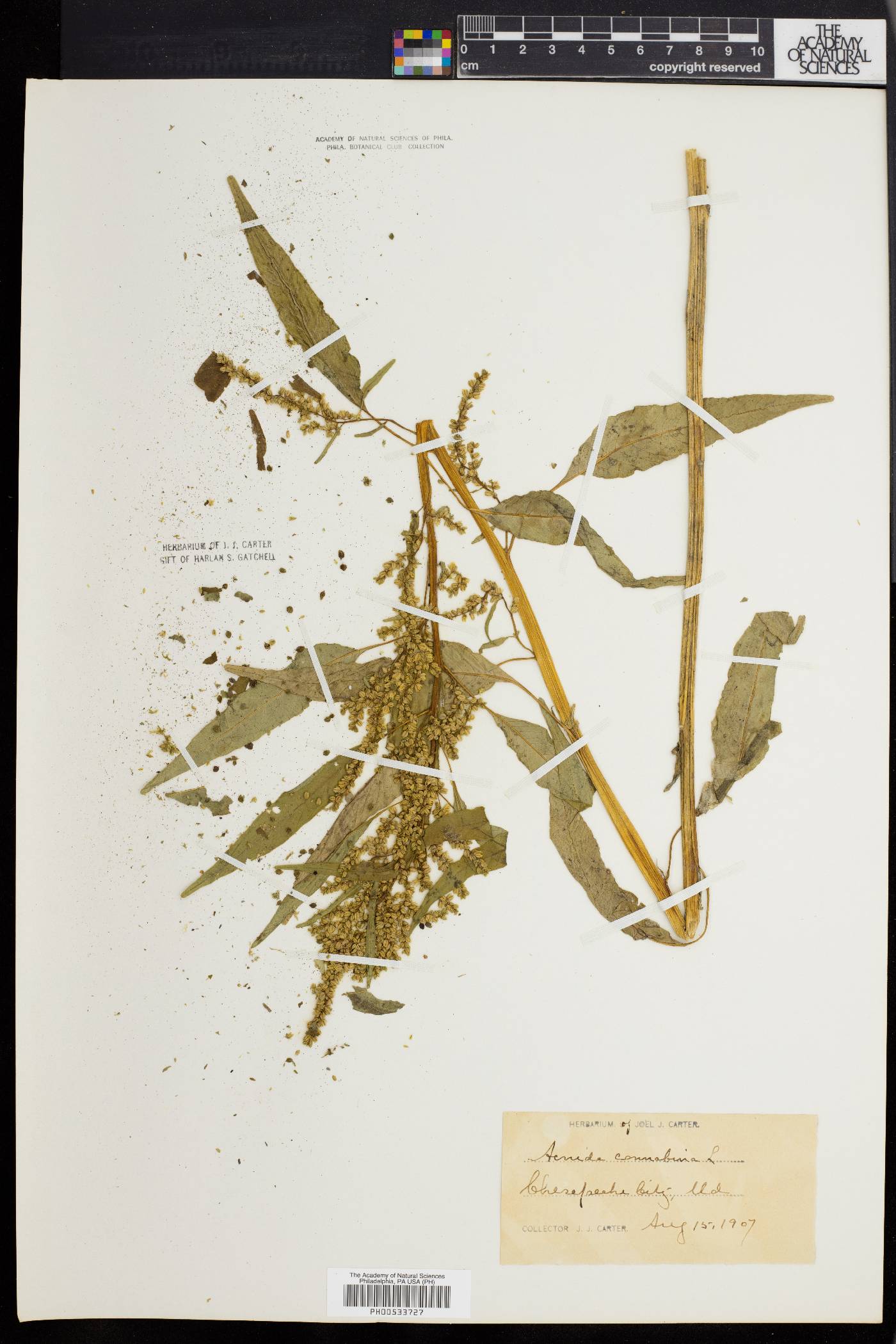 Acnida cannabina image