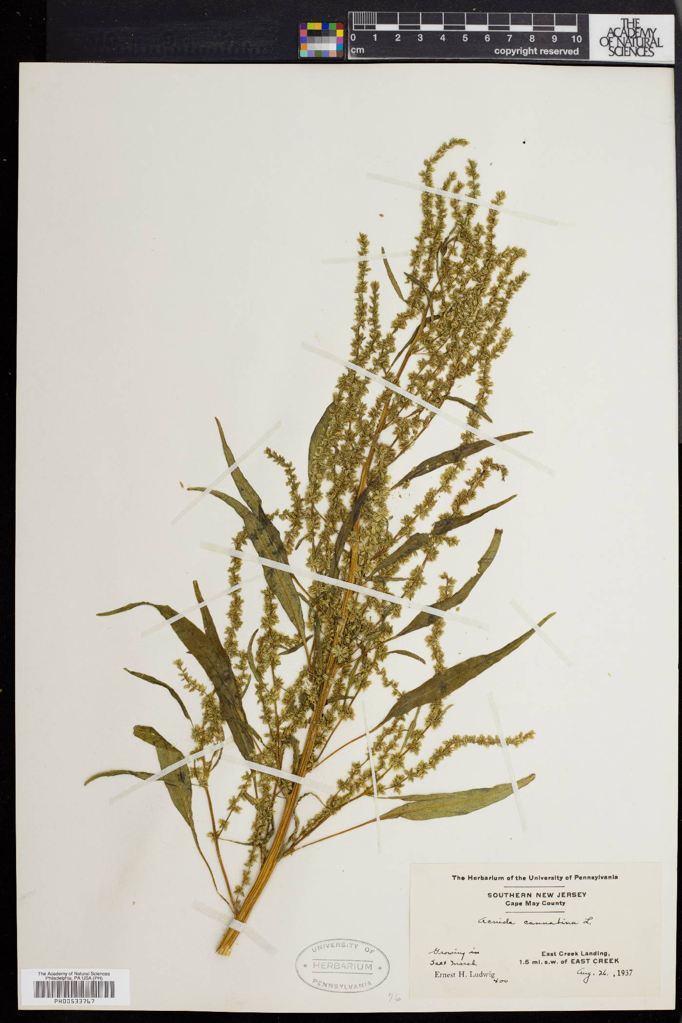 Acnida cannabina image