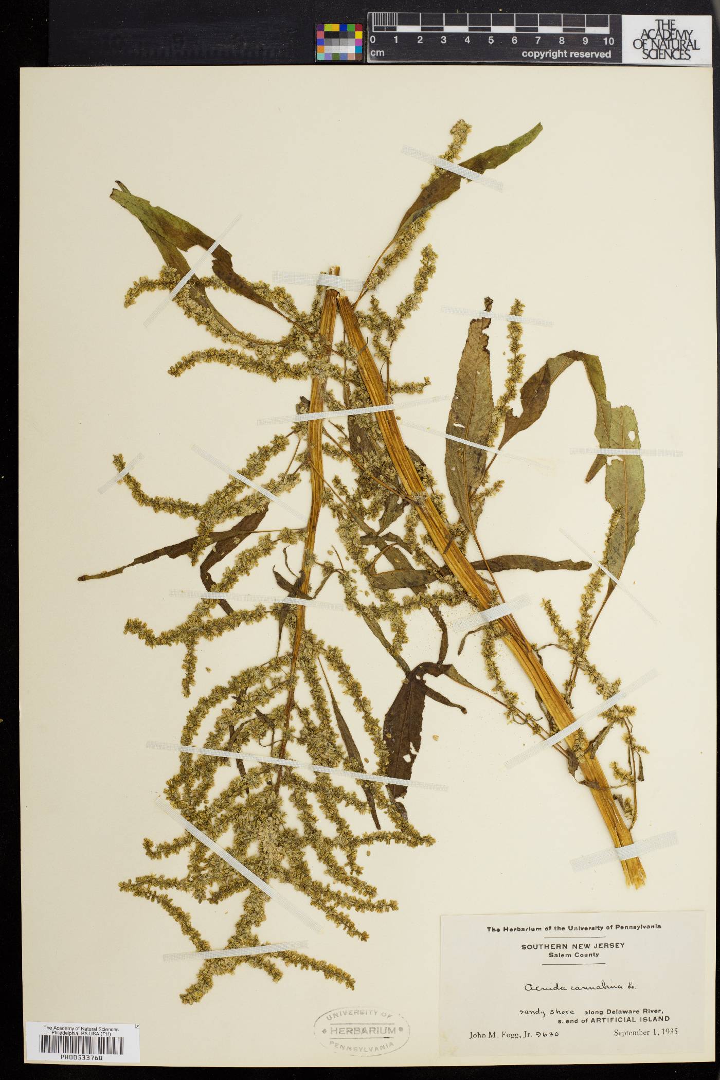 Acnida cannabina image