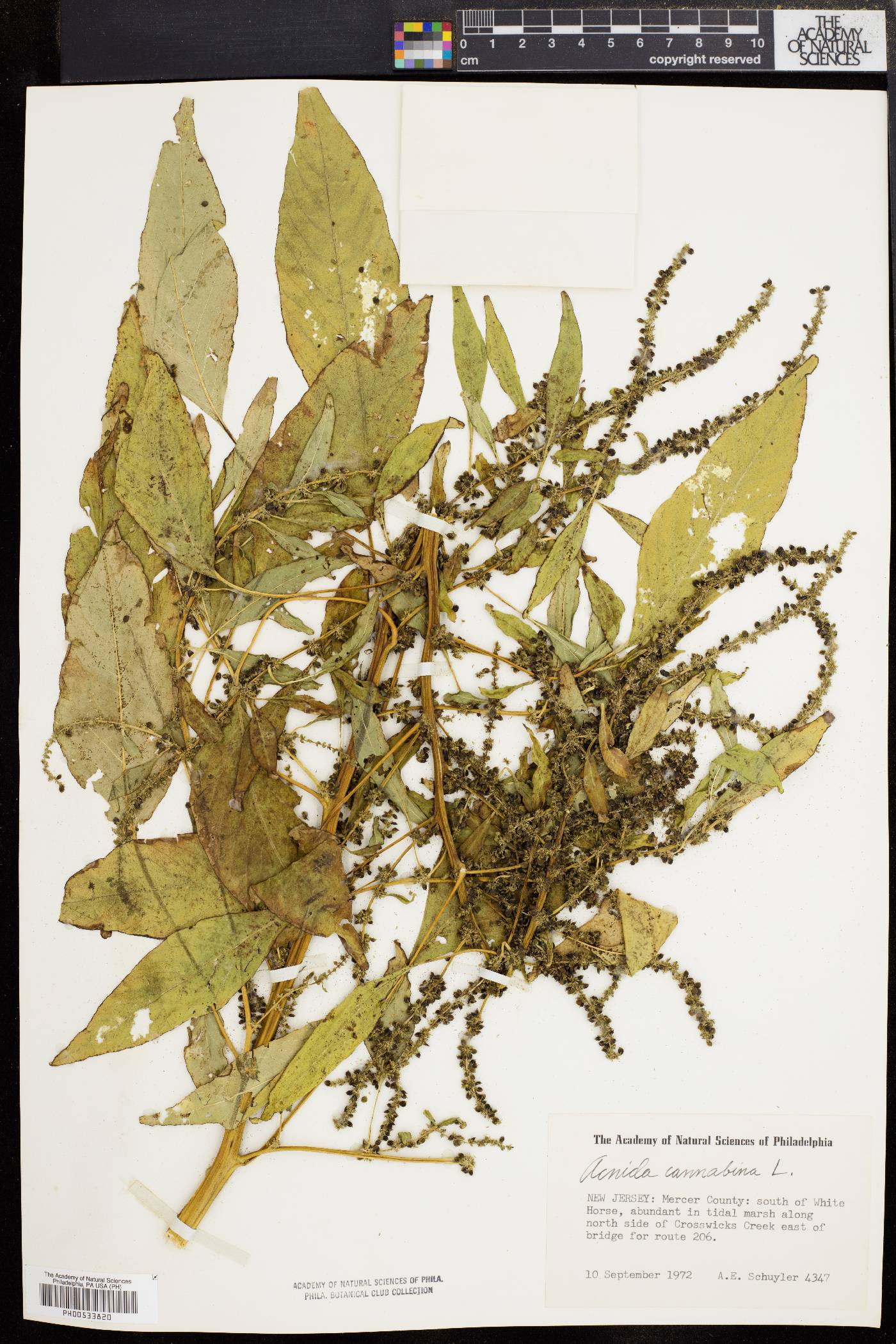 Acnida cannabina image