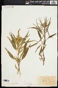 Acnida cannabina image