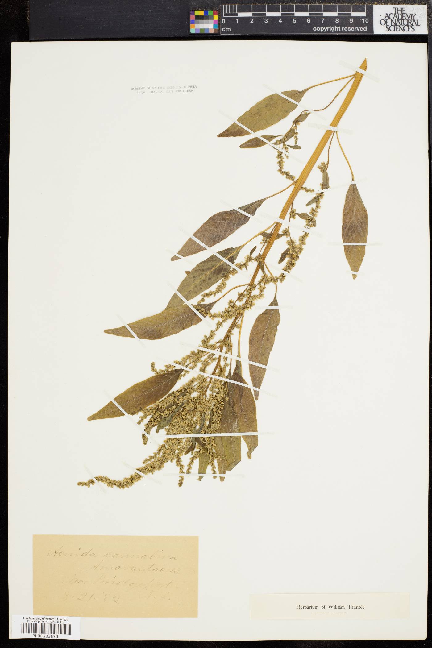 Acnida cannabina image
