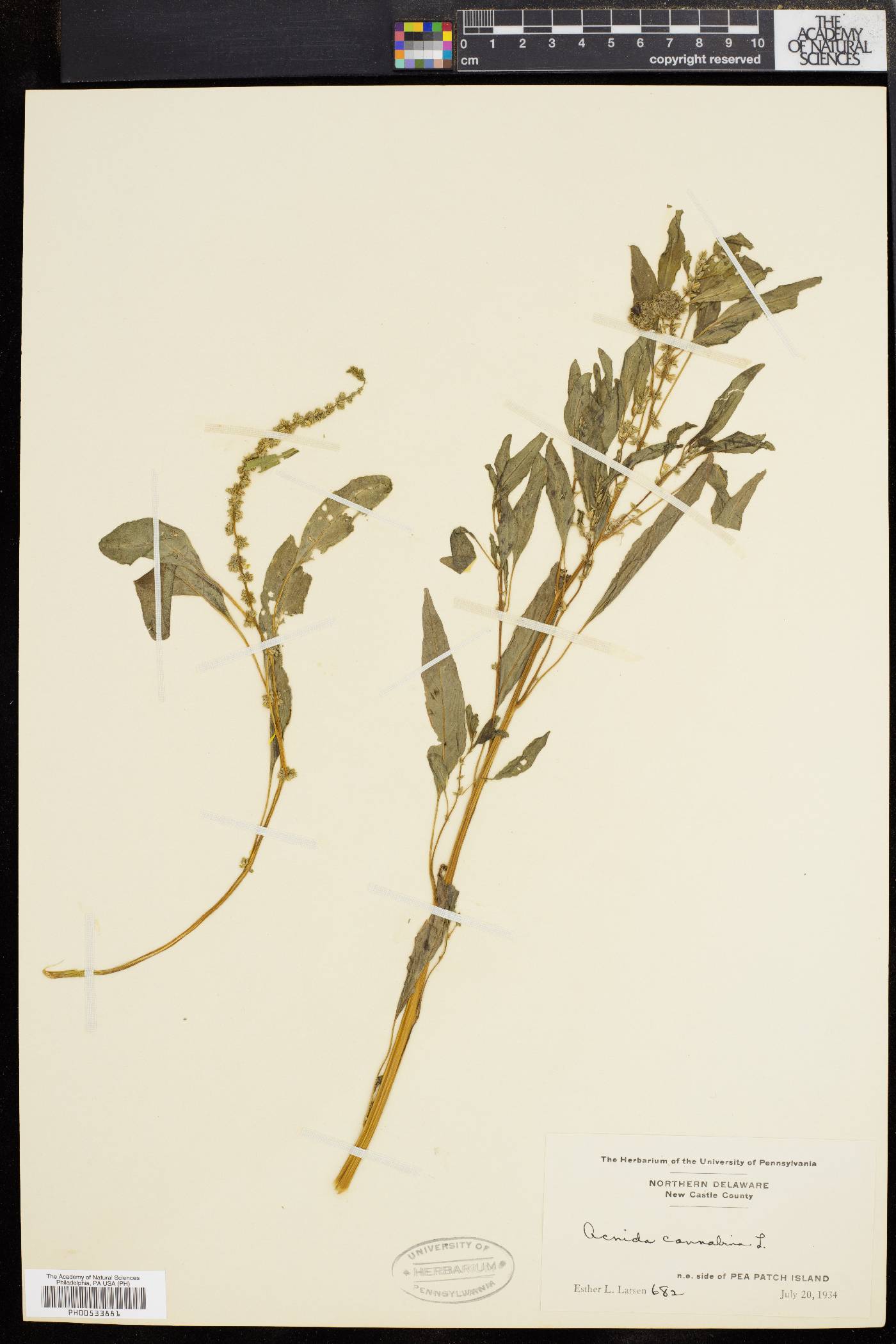 Acnida cannabina image