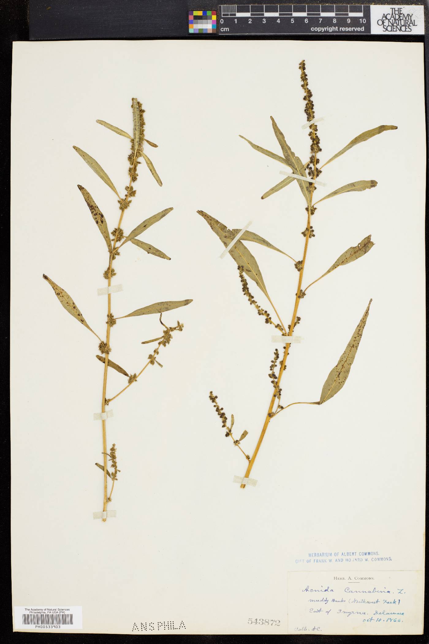 Acnida cannabina image