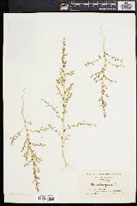 Amaranthus albus image