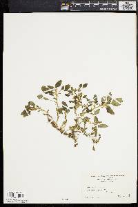 Amaranthus albus image