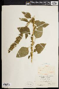 Amaranthus hybridus image