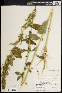 Amaranthus hybridus image