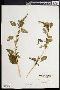 Amaranthus hybridus image