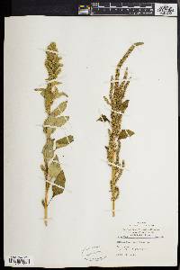 Amaranthus hybridus image