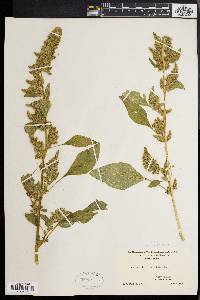 Amaranthus hybridus image