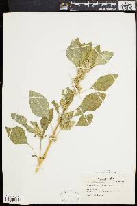 Amaranthus retroflexus image