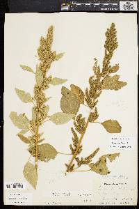 Amaranthus retroflexus image