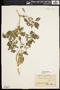 Amaranthus spinosus image