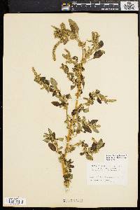 Amaranthus spinosus image