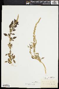 Amaranthus spinosus image