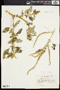 Amaranthus spinosus image