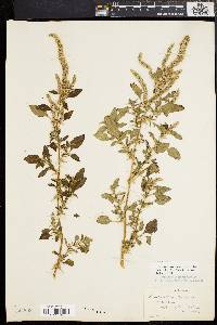 Amaranthus spinosus image