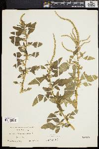 Amaranthus spinosus image