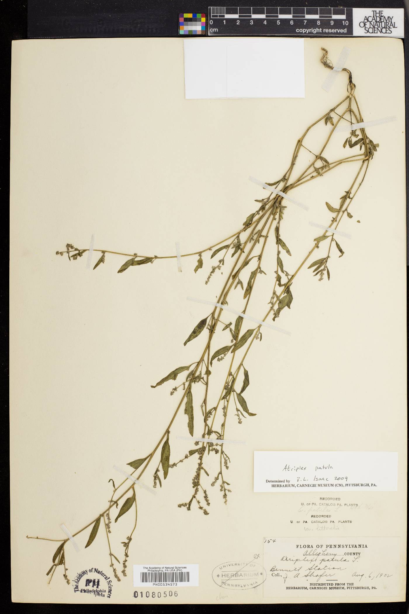 Atriplex prostrata image