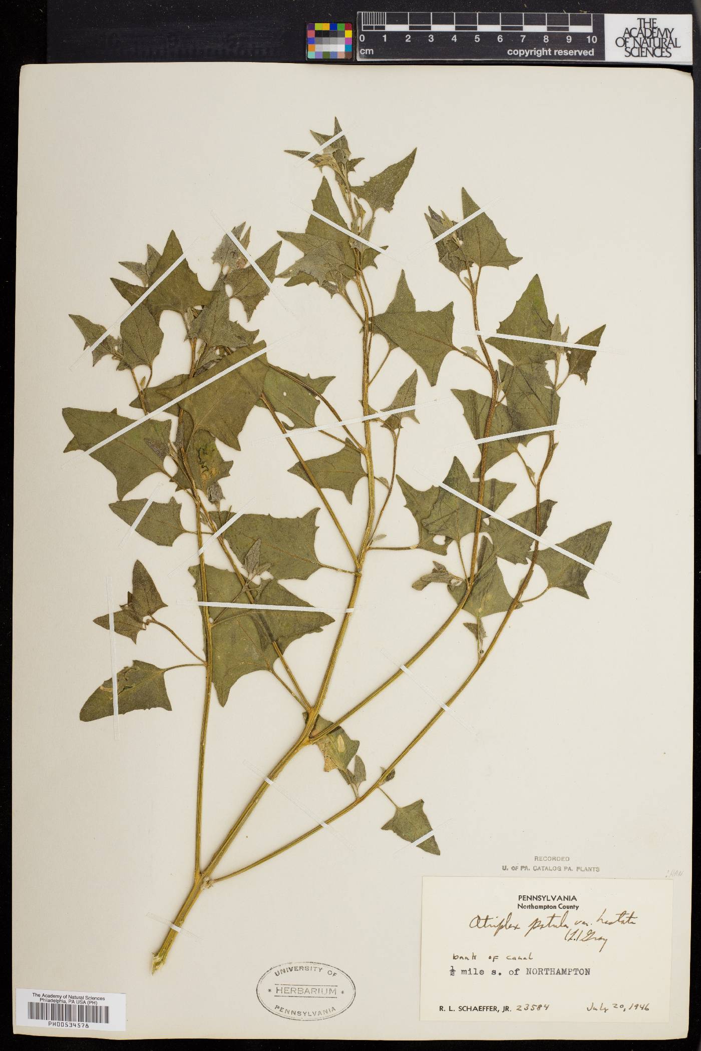 Atriplex prostrata image