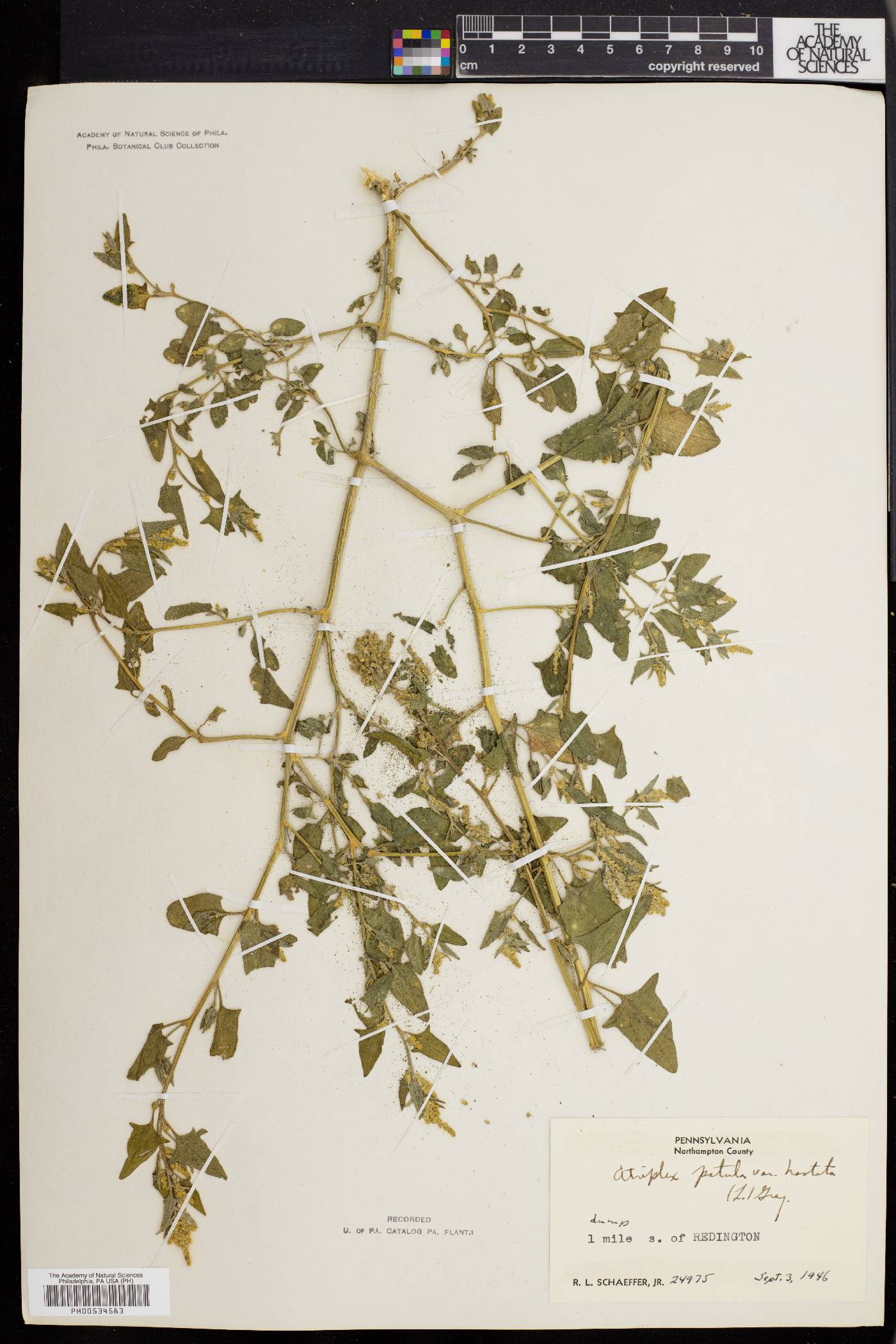 Atriplex prostrata image