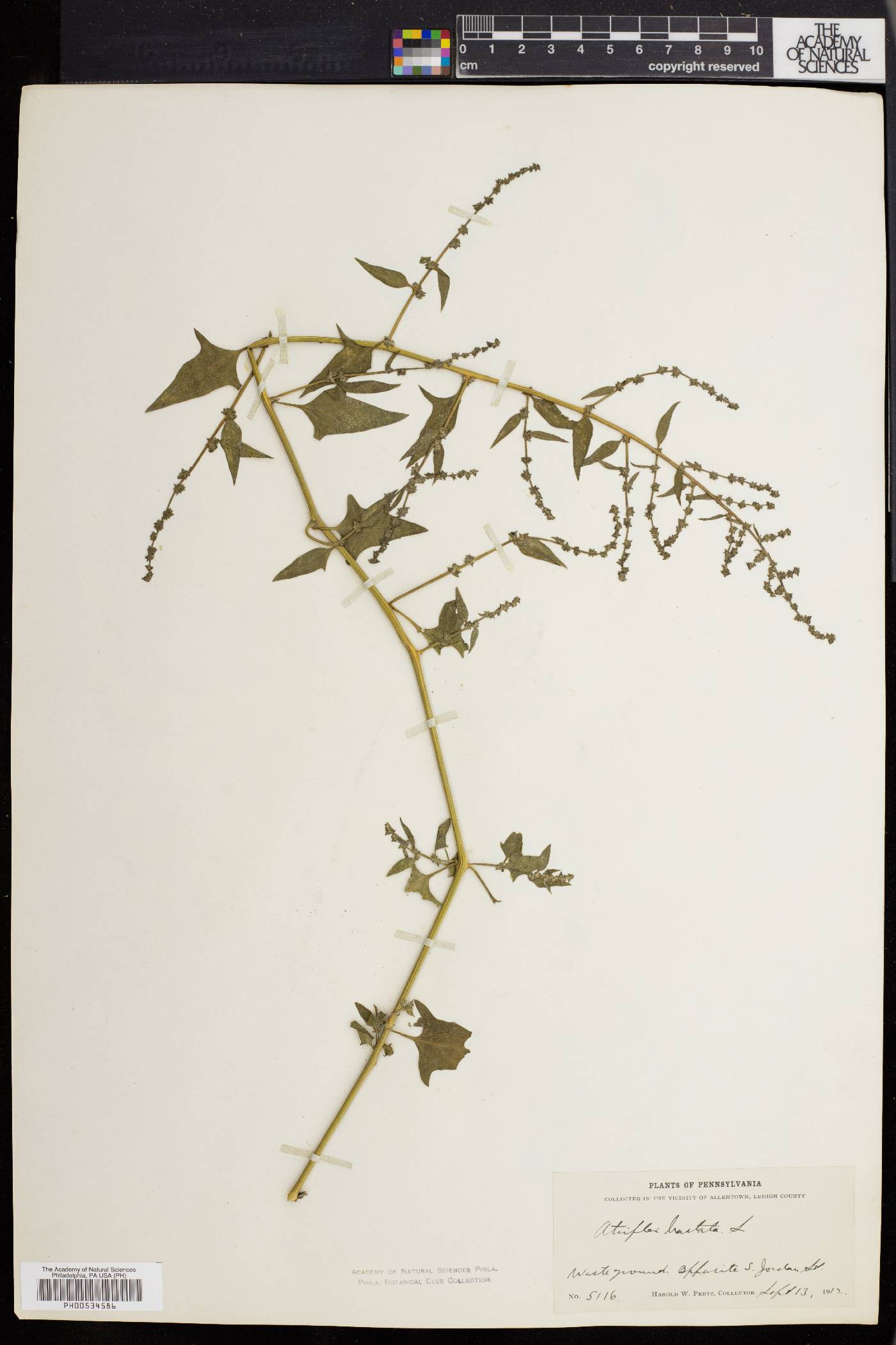 Atriplex prostrata image