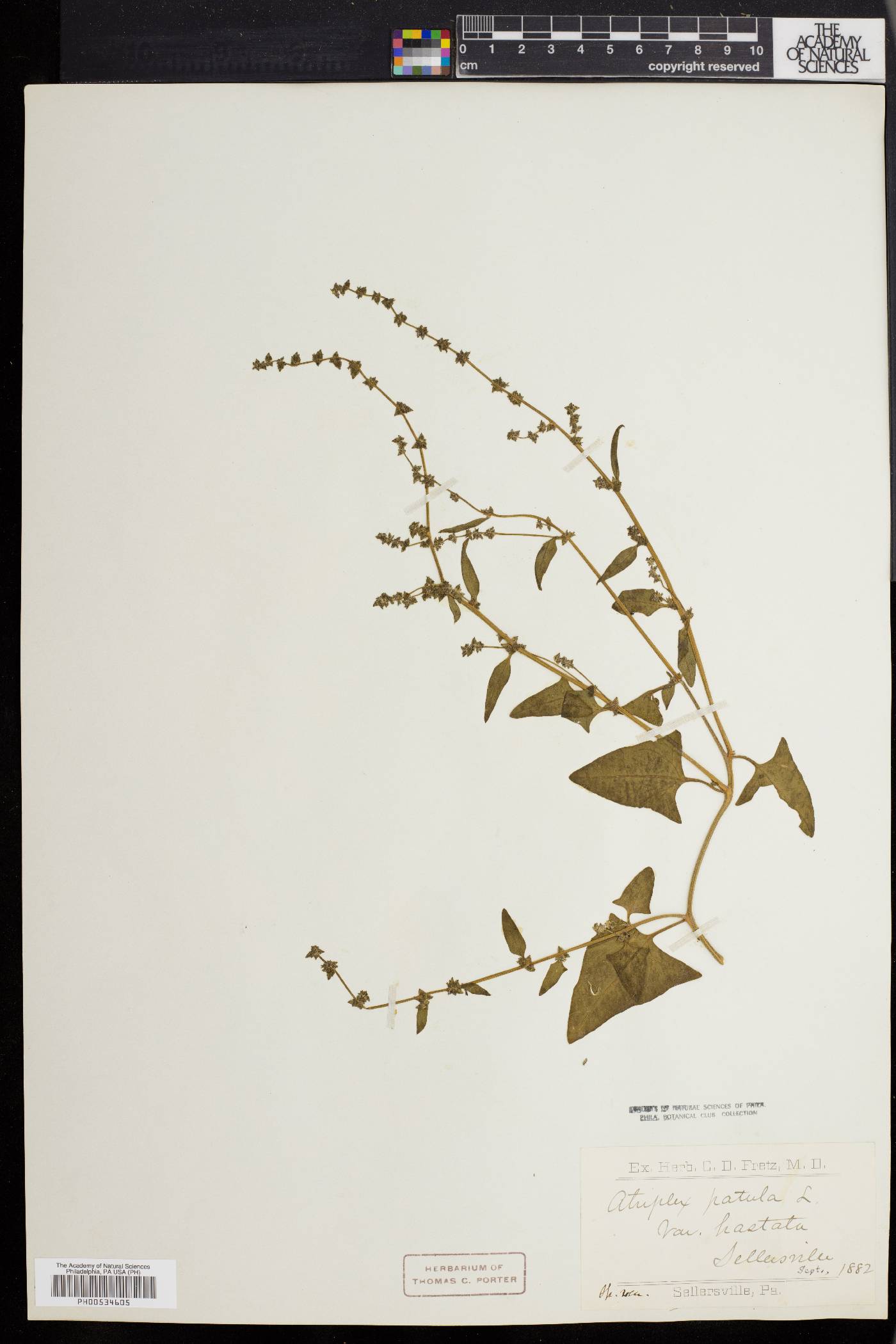Atriplex prostrata image