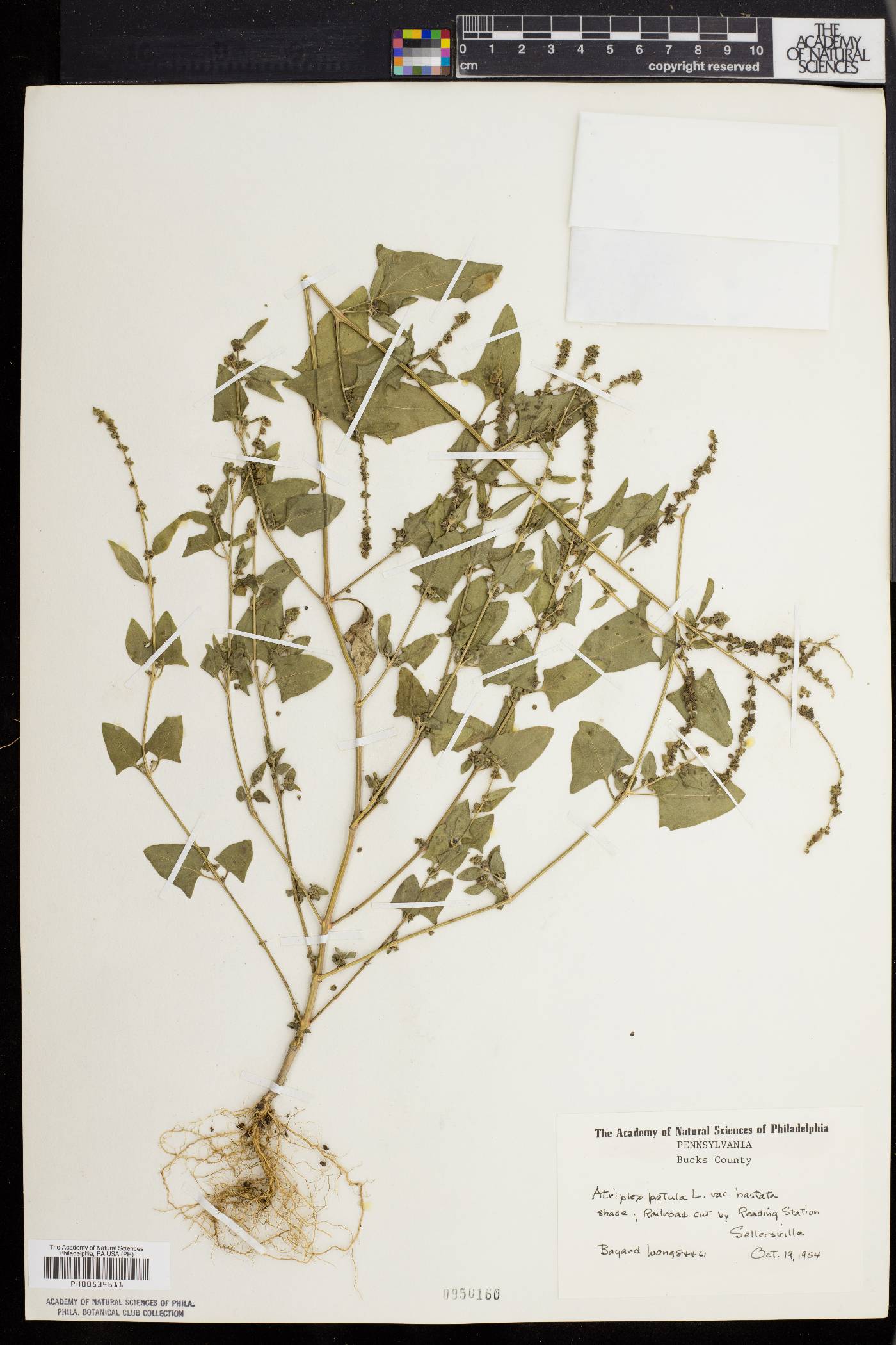 Atriplex prostrata image