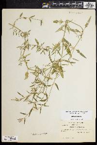 Atriplex prostrata image