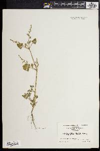 Atriplex prostrata image