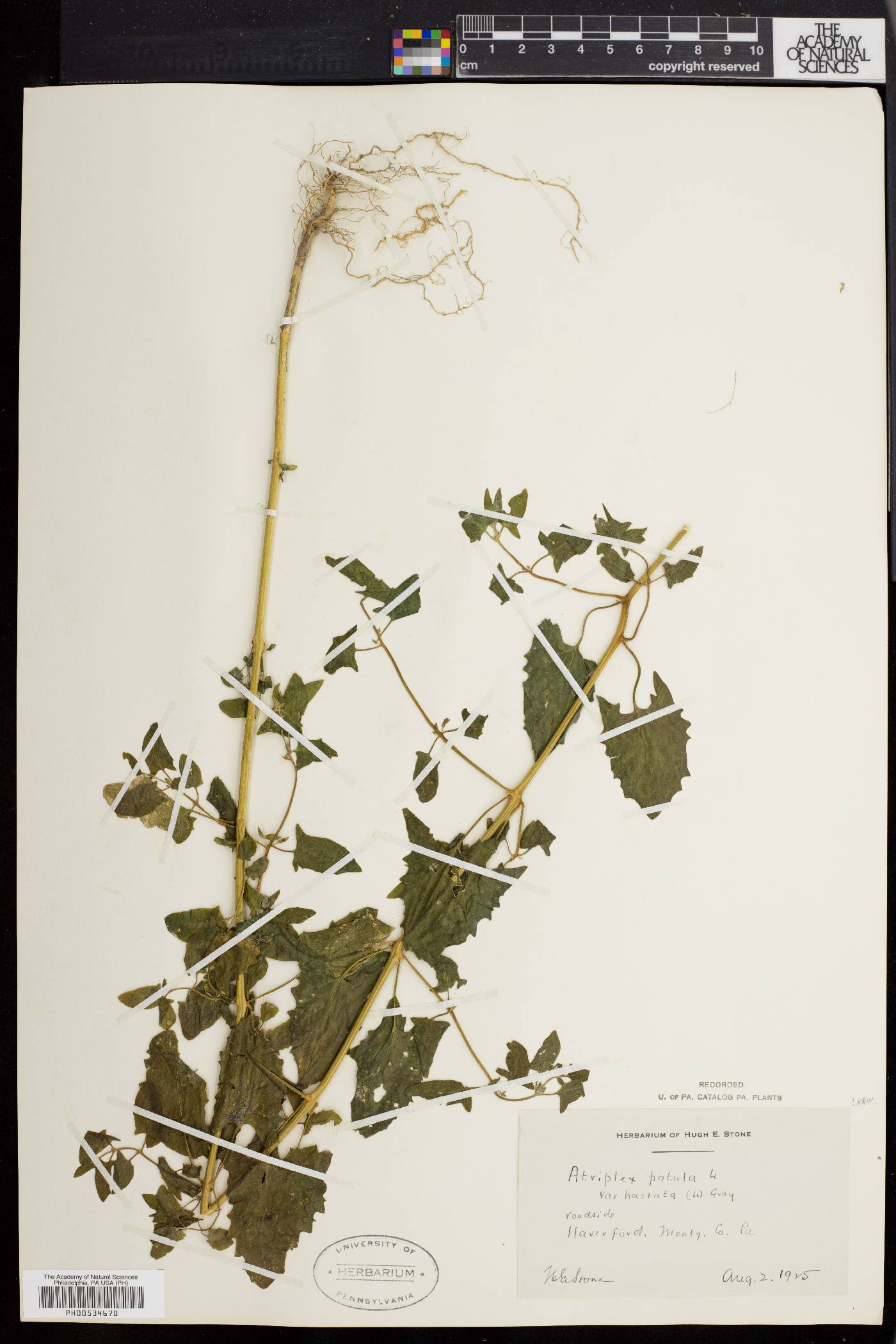 Atriplex prostrata image