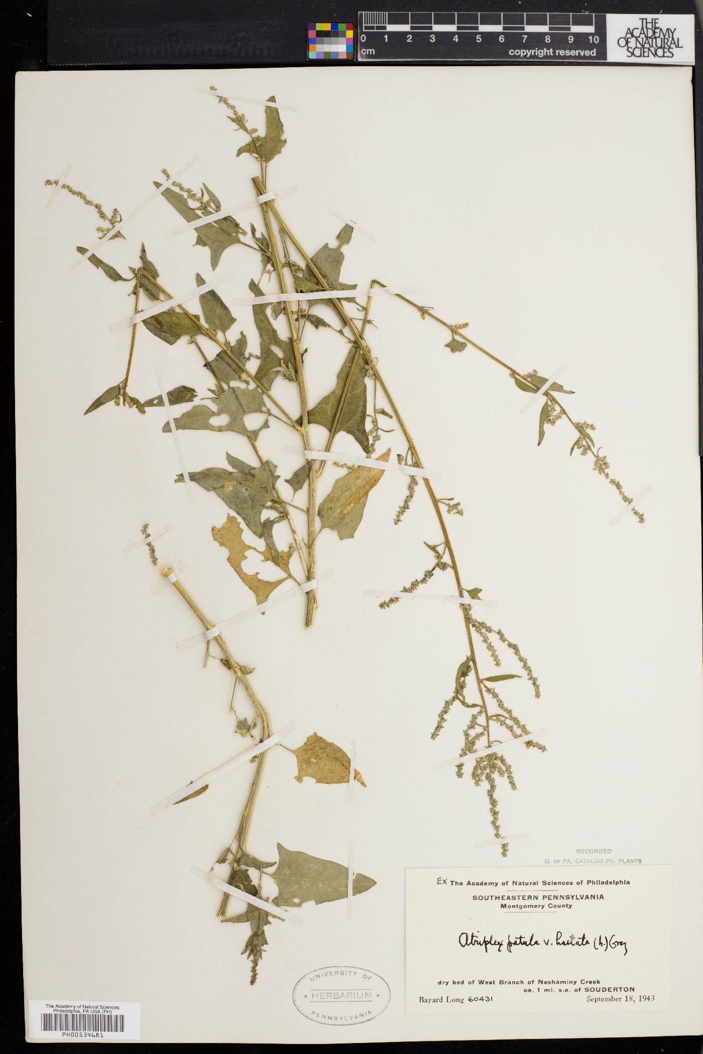 Atriplex prostrata image