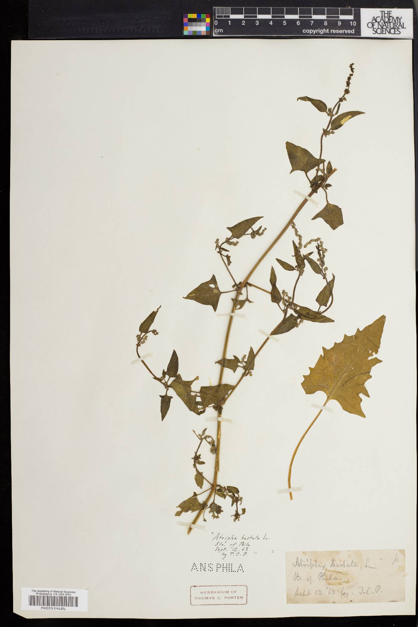 Atriplex prostrata image