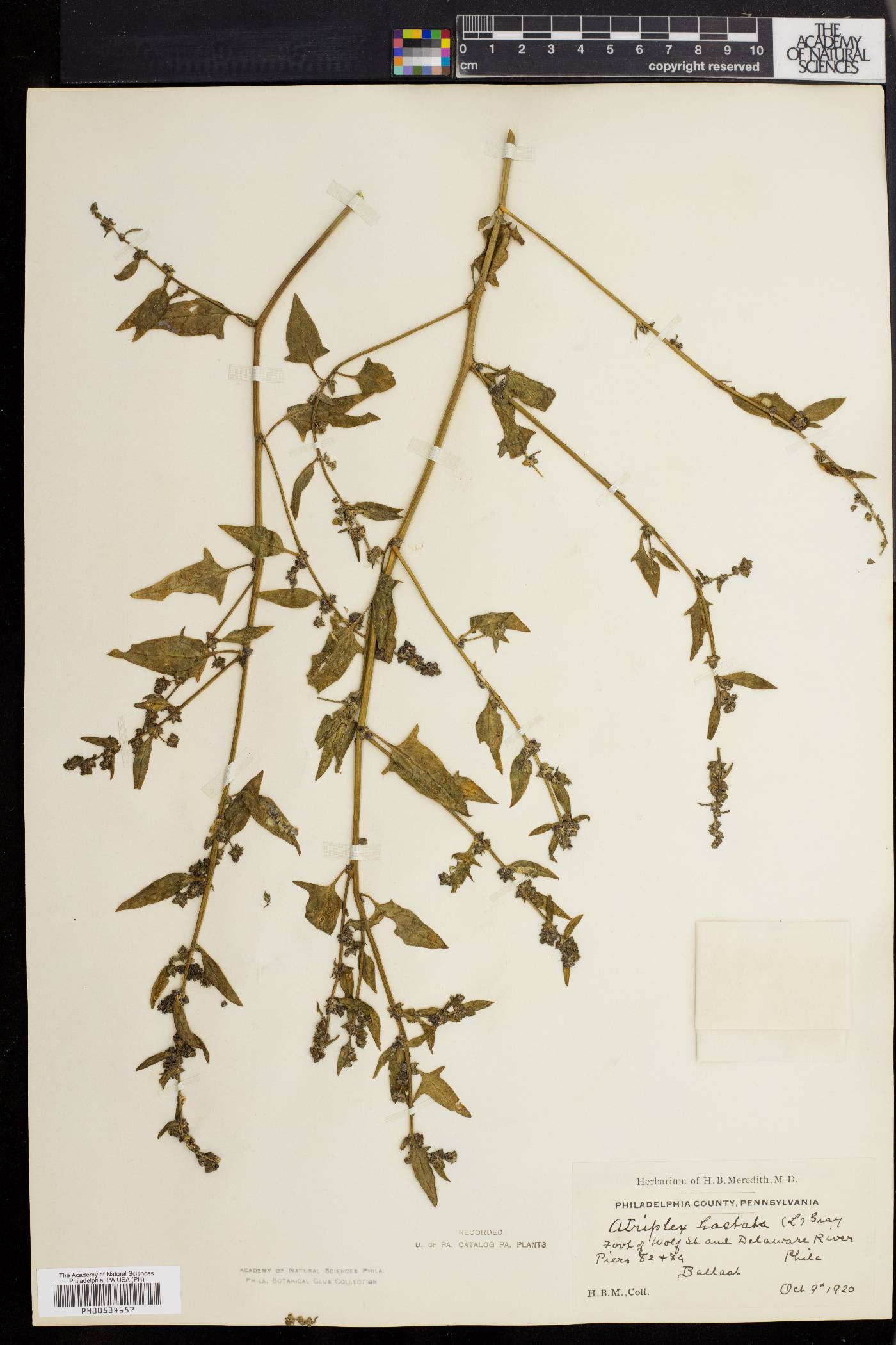 Atriplex prostrata image
