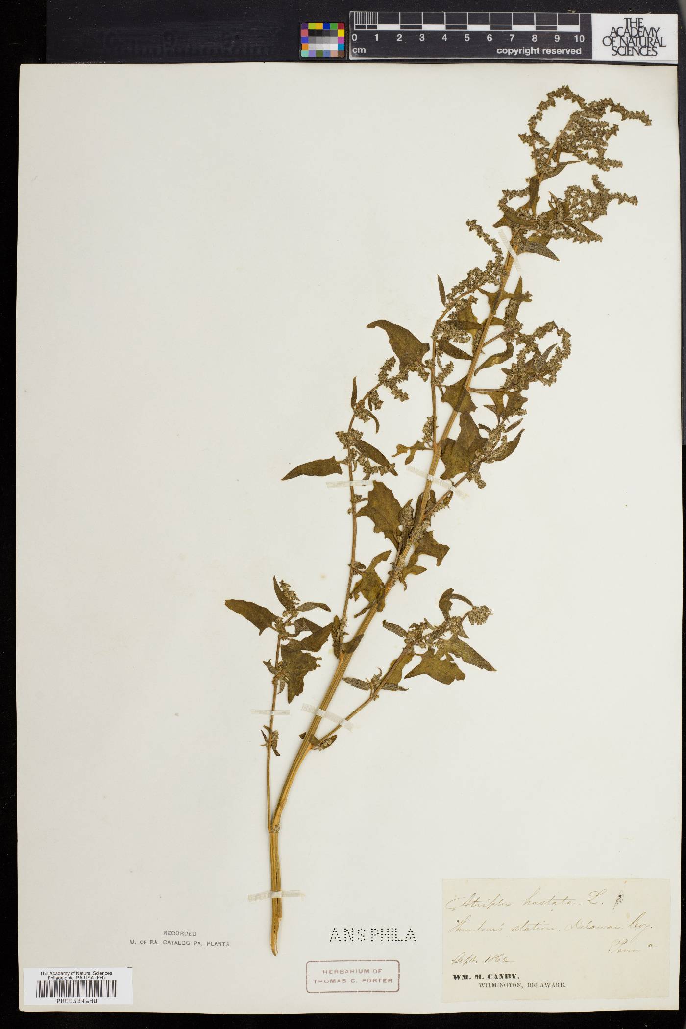 Atriplex prostrata image
