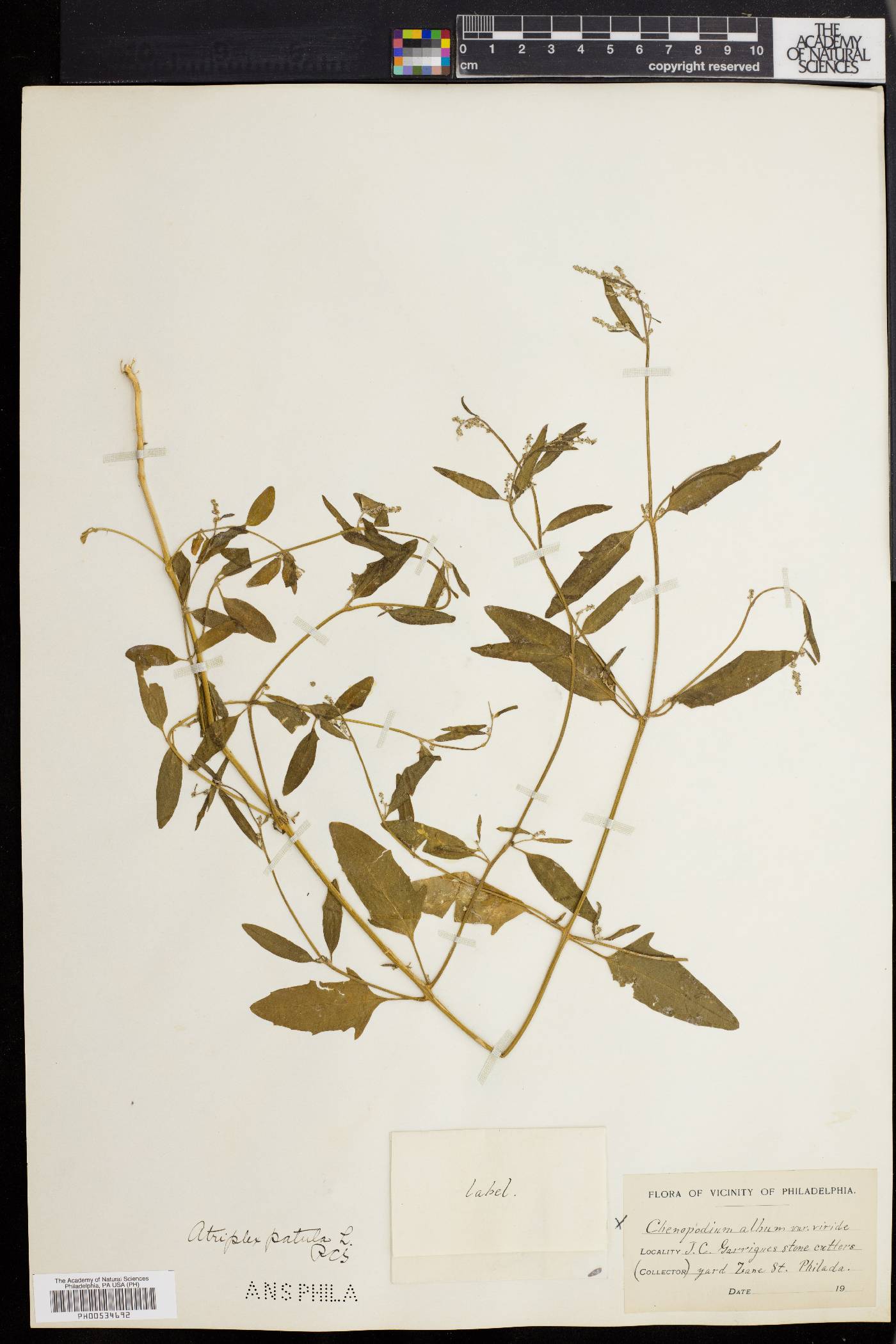 Atriplex prostrata image